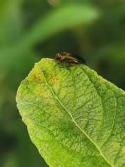 Agrilus viridis