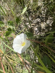 Convolvulus arvensis