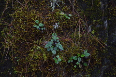 Valeriana flaccidissima