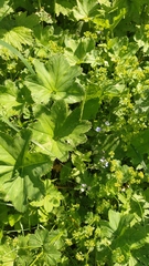 Alchemilla devestiens