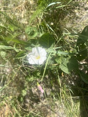 Convolvulus arvensis