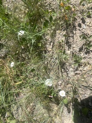 Convolvulus arvensis
