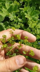 Alchemilla devestiens