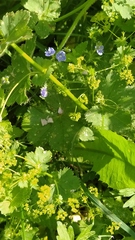 Alchemilla devestiens