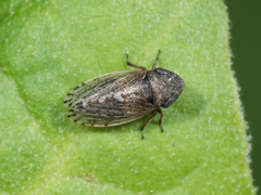 Anoscopus serratulae
