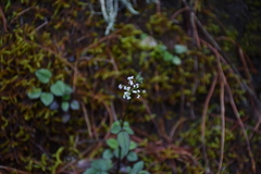 Valeriana flaccidissima