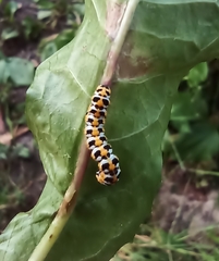 Cucullia scrophulariae