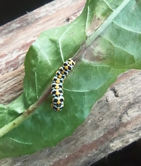 Cucullia scrophulariae