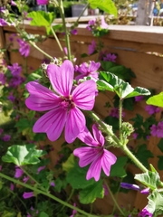 Malva sylvestris