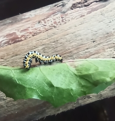 Cucullia scrophulariae