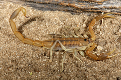 Uroplectes planimanus