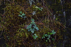 Valeriana flaccidissima
