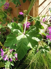 Malva sylvestris