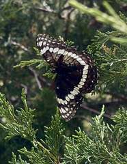 Limenitis weidemeyerii nevadae