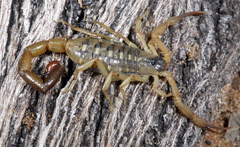 Uroplectes vittatus