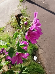 Malva sylvestris