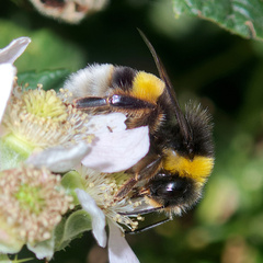 Bombus terrestris lusitanicus