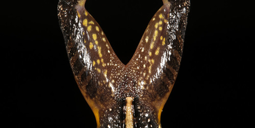 Udzungwa ridged frog