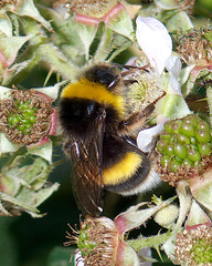 Bombus terrestris lusitanicus