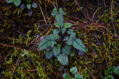 Valeriana flaccidissima