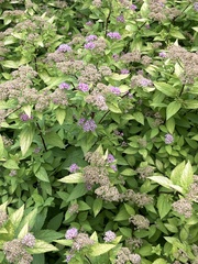Spiraea japonica
