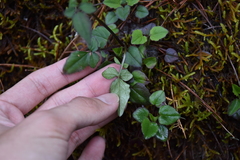 Valeriana flaccidissima