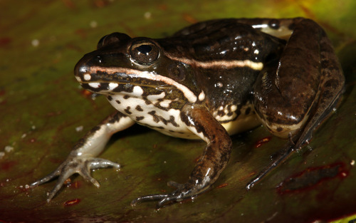Small ridged frog