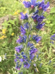 Echium vulgare