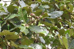 Quercus peduncularis