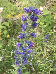 Echium vulgare