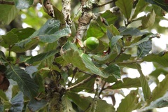 Quercus peduncularis