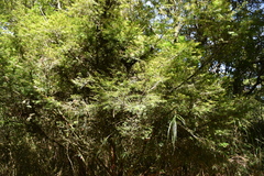 Pseudotsuga wilsoniana