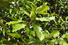 Quercus purulhana