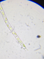 Microspora