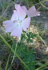 Malva moschata