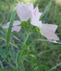 Malva moschata