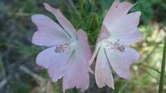 Malva moschata