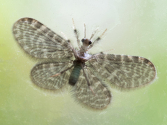 Nallachius americanus