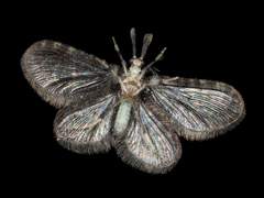 Nallachius americanus