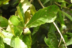 Quercus purulhana