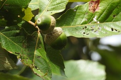 Quercus purulhana