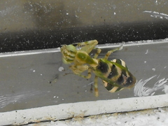 Acontista mexicana