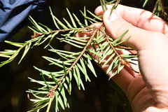 Pseudotsuga wilsoniana
