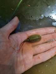 Triops cancriformis