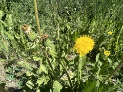 Taraxacum officinale