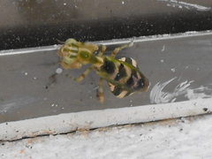 Acontista mexicana