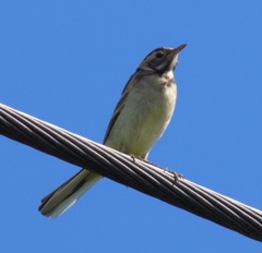 Motacilla flava
