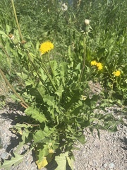 Taraxacum officinale
