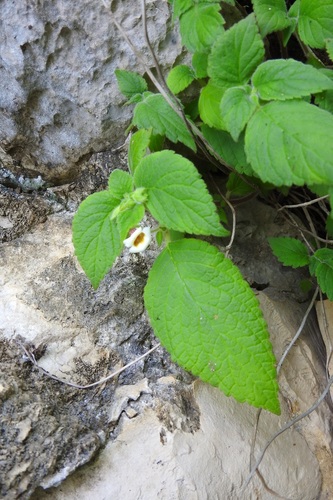 Achimenes misera, photograph 4