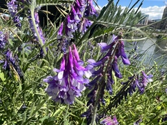 Vicia villosa